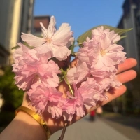 主持人 木槿