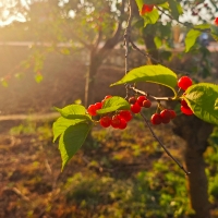 摄像师拘幕