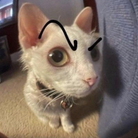 摄影师弥生