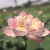 化妆师秦艺源