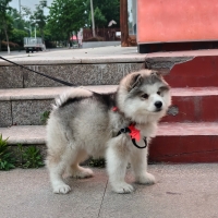 主持人张