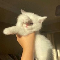 摄影师林