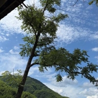 杂技苏