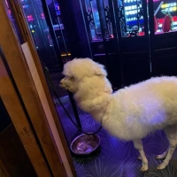 摄像师刘奇