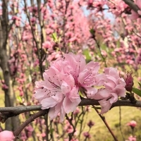 管家艳子