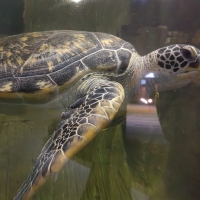 化妆师静